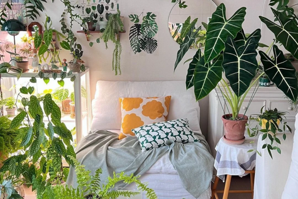 Indoor Plants and Home Decor